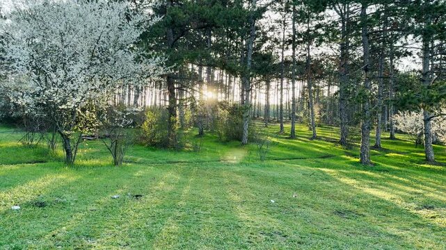 The sun peeks through a dense forest, casting long shadows across a bright green clearing. This peaceful scene evokes a sense of hope and tranquility as a new day begins in nature.