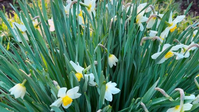 Fragile white daffodils wake up as morning light hits their long green leaves. This peaceful scene creates a gentle and romantic feeling of spring beauty and quiet serenity.
