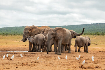 Naklejka premium Elephant in Addo Elephant Safari Park