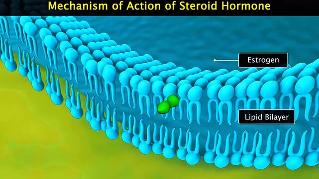 3D animation showing steroid hormone entering cell and activating gene expression in nucleus.