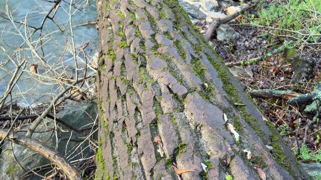 A massive uprooted tree trunk stretches across a turbulent river after a storm. This powerful scene creates a somber yet awe-inspiring feeling of nature's unpredictable strength.