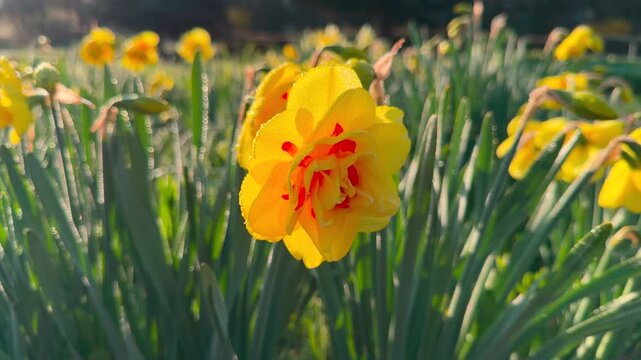 Vibrant yellow and orange daffodils glow under the soft morning sun in a grassy field. These cheerful flowers create a joyful and heart-warming feeling of seasonal renewal and beauty.