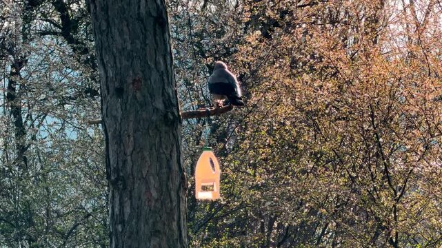 A large hooded crow sits quietly on a tree branch near a handmade bird feeder. The bright spring sunlight through the blossoms creates a peaceful and calm feeling. It is a quiet moment in nature.
