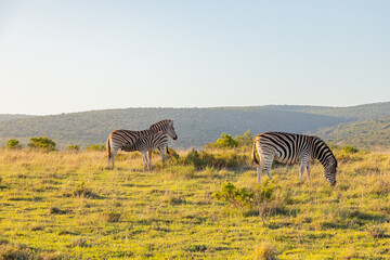 Naklejka premium Zebra in Addo Elephant Safari Park
