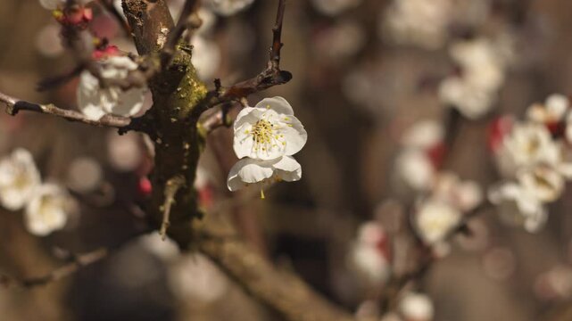 A close-up view of apricot blossom branches in a spring garden, softly lit by natural light. A gentle breeze moves the delicate flowers against a beautifully blurred background. Ideal for relaxation v
