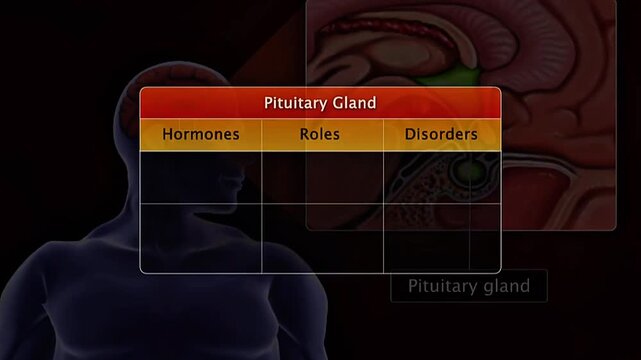 Pituitary gland hormones functions and disorders