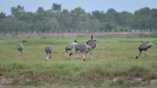 Sarus crane or Grus antigone flock family in natural green background during summer at Buriram, Thailand.