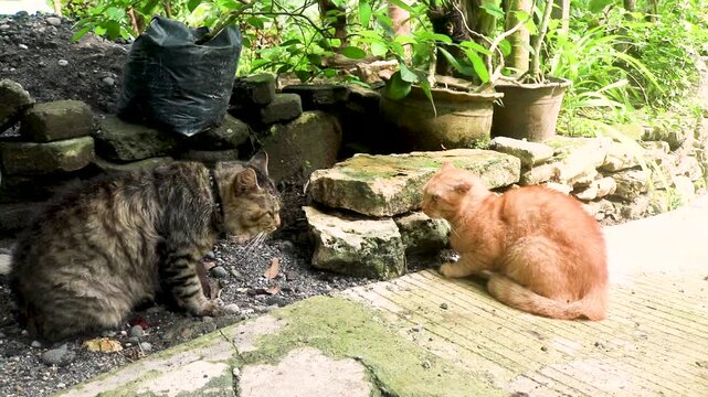 Orange and brown cats fighting in the garden. Two angry cats fighting screaming, scratching and biting each other. Angry cats fighting