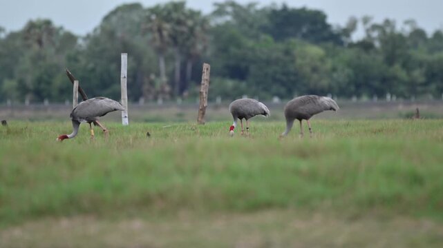 Sarus crane or Grus antigone flock family in natural green background during summer at Buriram, Thailand.