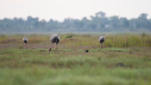Sarus crane or Grus antigone flock family in natural green background during summer at Buriram, Thailand.