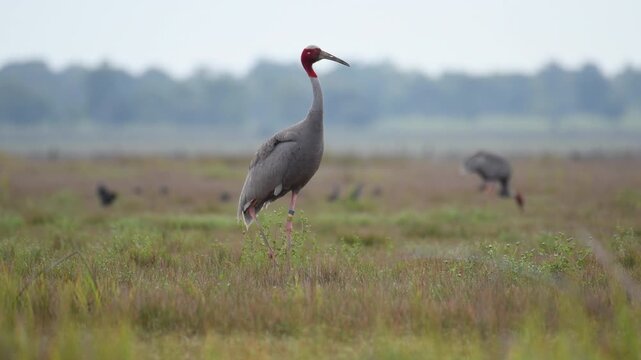 Sarus crane or Grus antigone flock family in natural green background during summer at Buriram, Thailand.