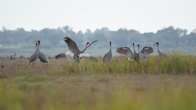 Sarus crane or Grus antigone flock family in natural green background during summer at Buriram, Thailand.