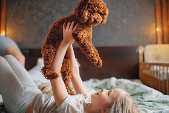 Child playing with poodle puppy on bed at home