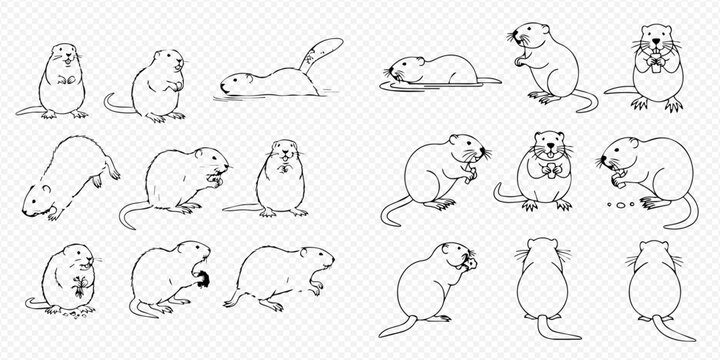Set of cute groundhog illustrations in various poses and actions, vector line art.