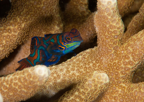 Mandarinfish among coral reef in Lembeh Strait Indonesia