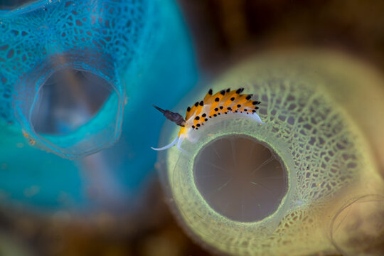 Favorinus tsuruganus nudibranch on coral in Lembeh Strait Indonesia