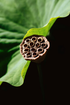 Lotus seed pod close-up with green leaf in natural daylight