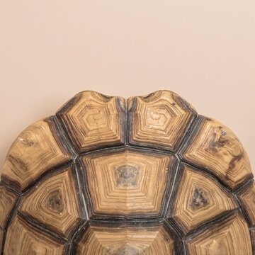 a large turtle with its head turned to the camera, textured shell and wrinkled neck visible, resting on sunlit sand