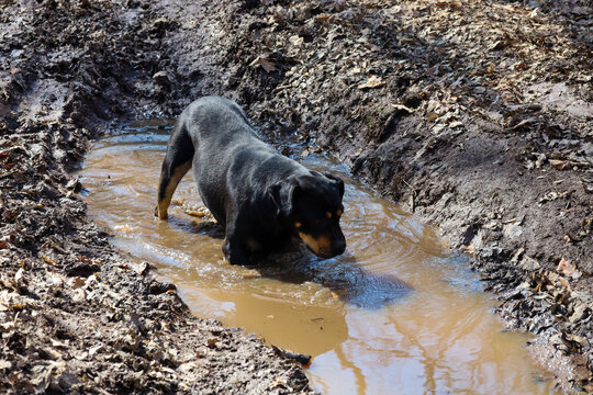 A black rottweiler stands in a deep, muddy puddle on a damaged forest road covered with dry leaves. The dog is looking down into the murky water, exploring its path or seeking something during a walk 