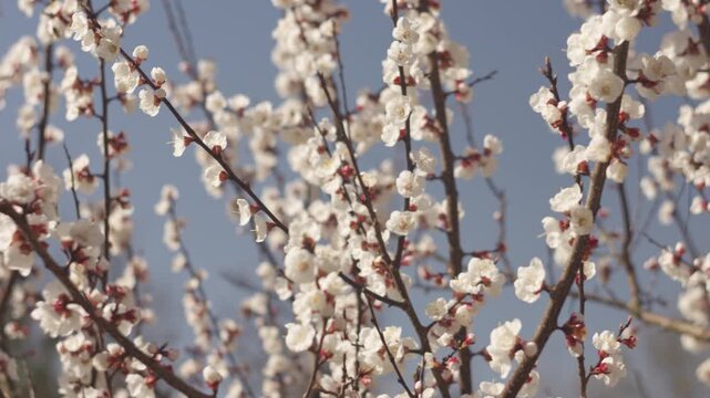 A close-up view of apricot blossom branches in a spring garden, softly lit by natural light. A gentle breeze moves the delicate flowers against a beautifully blurred background. Ideal for relaxation v