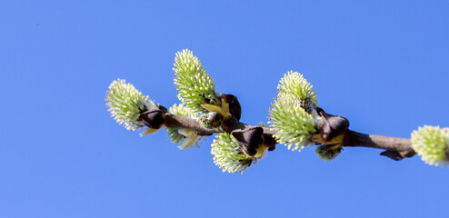 ​A willow branch with young green catkins contrasts against a clear blue sky on a sunny spring day. Macro photography captures the fragility of nature's awakening and the first signs of warmth after a © Олег Струс