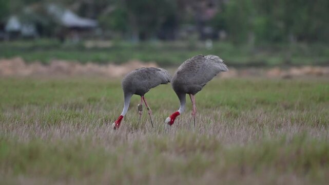 Sarus crane or Grus antigone flock family in natural green background during summer at Buriram, Thailand.