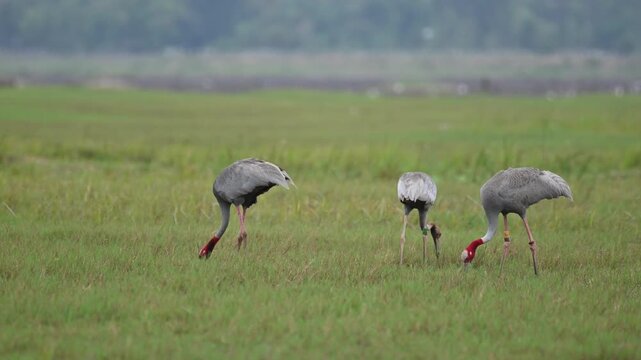 Sarus crane or Grus antigone flock family in natural green background during summer at Buriram, Thailand.