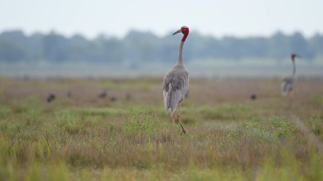 Sarus crane or Grus antigone flock family in natural green background during summer at Buriram, Thailand.