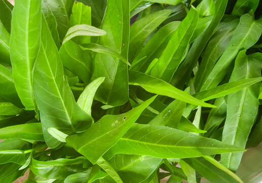 water spinach leaves suitable for background