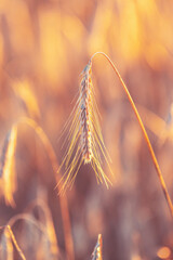 Fototapeta premium Wheat field at sunset. Beautiful nature