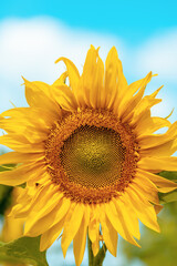 Naklejka premium Summer landscape with sunflowers. Beautiful sunflower field