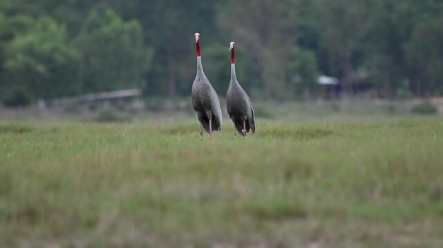 Sarus crane or Grus antigone flock family in natural green background during summer at Buriram, Thailand.