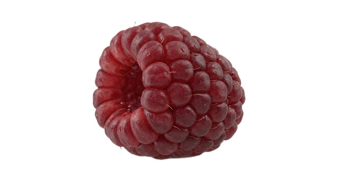 Ripe Loganberry Close-Up &ndash; Deep Red Hybrid Berry with Glossy Surface and Juicy Texture