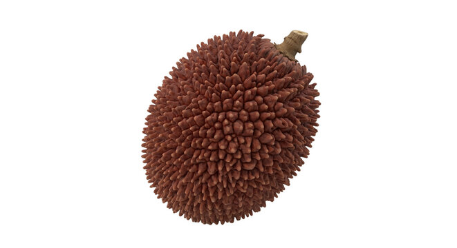 Fresh Pulasan Fruit Close-Up Isolated on White Background &ndash; Exotic Tropical Superfruit