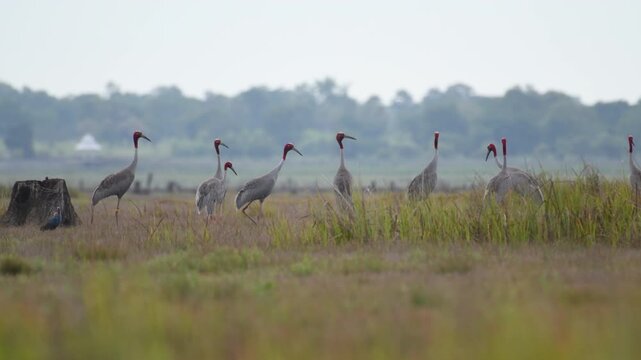 Sarus crane or Grus antigone flock family in natural green background during summer at Buriram, Thailand.