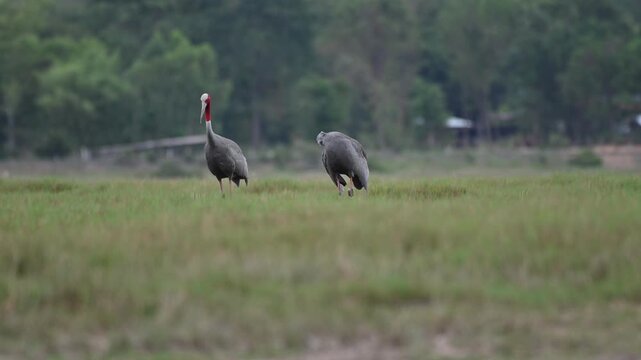 Sarus crane or Grus antigone flock family in natural green background during summer at Buriram, Thailand.