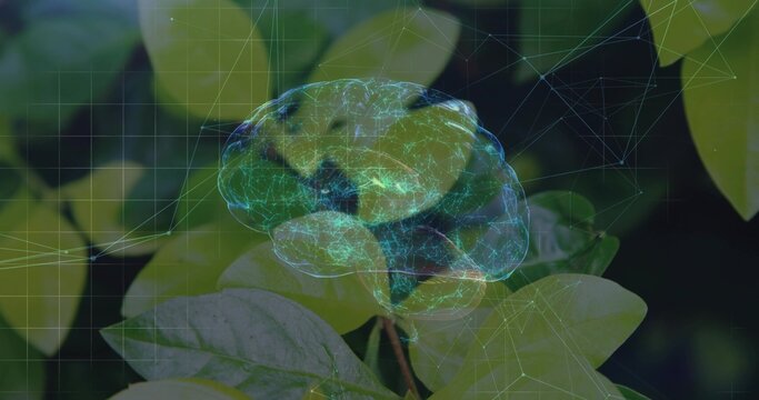 Projecting digital brain hologram hovering over green leaves in macro close-up, with network nodes