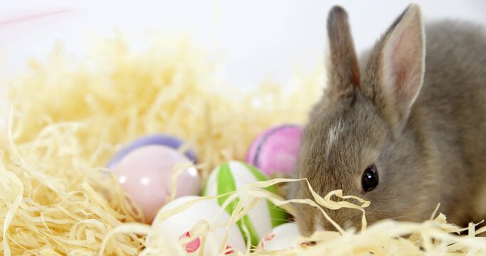 Sniffing small grey rabbit nudging yellow straw on white backdrop with pastel eggs, copy space