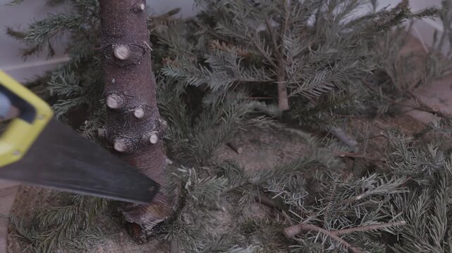 Cutting Christmas tree into pieces for disposal.Cutting and disassembling a dry Christmas tree into pieces after the holidays. Post-holiday cleanup, recycling, waste disposal and home reset.