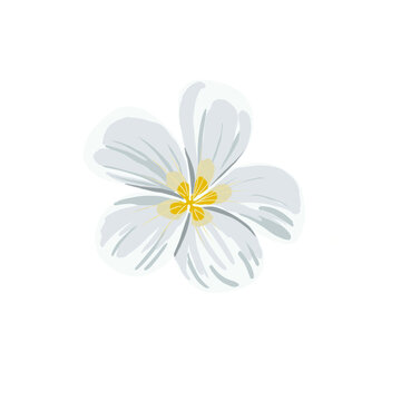 hand drawn plumeria flower