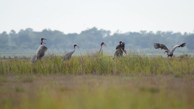 Sarus crane or Grus antigone flock family in natural green background during summer at Buriram, Thailand.