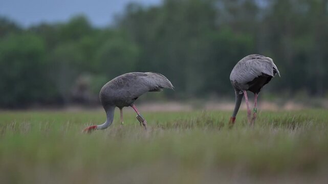 Sarus crane or Grus antigone flock family in natural green background during summer at Buriram, Thailand.