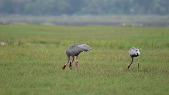 Sarus crane or Grus antigone flock family in natural green background during summer at Buriram, Thailand.