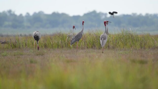 Sarus crane or Grus antigone flock family in natural green background during summer at Buriram, Thailand.