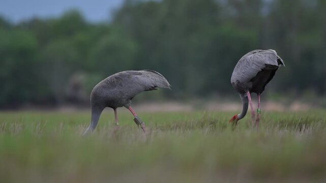 Sarus crane or Grus antigone flock family in natural green background during summer at Buriram, Thailand.
