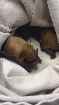 Bats resting in a cloth bag at a rehabilitation center. Concept of wildlife rescue, scientific study, and conservation of bat populations, including red evening bats. Animal care, protection, and