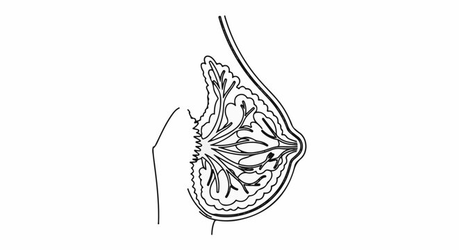 Anatomical diagram shows a cross-section of a female breast