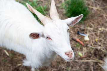 Obraz premium Curious White Goat. Inquisitive Goat With Bright Eyes. Gentle Goat Gazes Upward In Peaceful Farm Setting