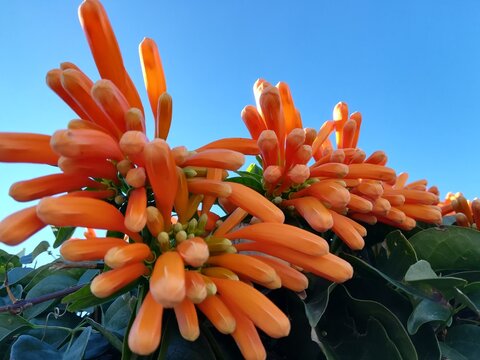 Pyrostegia venusta flowers, Benalmadena, Spain