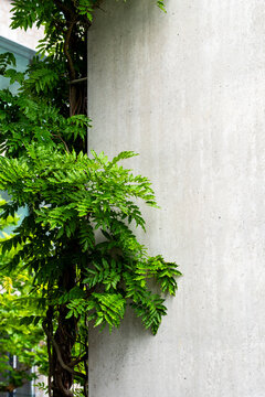 Urban minimal vertical study of a concrete wall where shadow shapes texture while plants foliage and greenery soften the hard surface